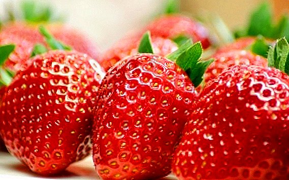 Fitur ngembang strawberries di rumah kaca nu