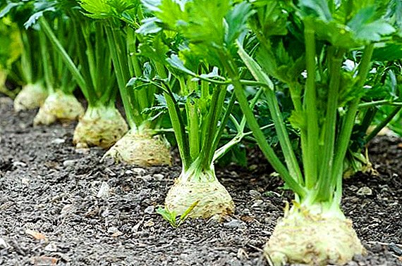 Mga kinaiya sa pag-ugmad sa root nga celery gikan sa mga liso sa balay