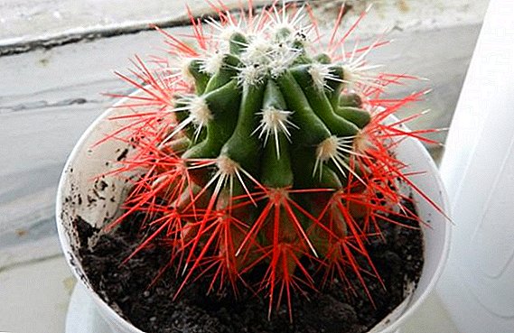 Qırmızı echinocactus Gruzoni əkin xüsusiyyətləri