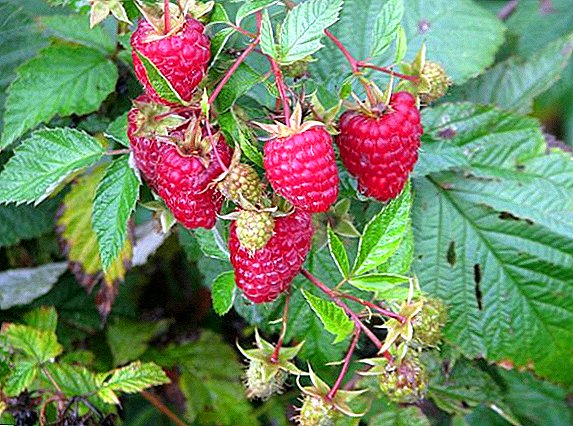 Features crescentis raspberries 'Carmel'; descriptio varietates, sementis et cura