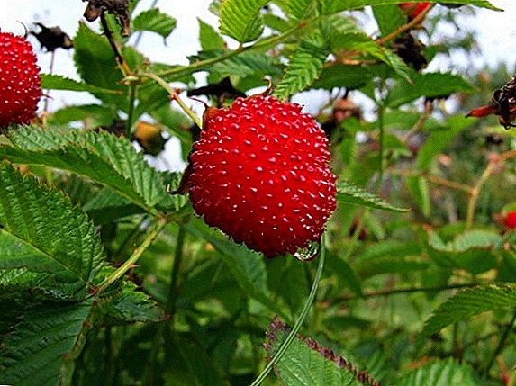 Features of strawberry raspberry growing