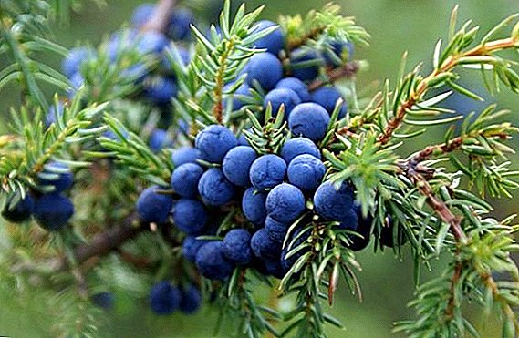 Fitur budidaya juniper ing Siberia: tanduran, perawatan, breeding