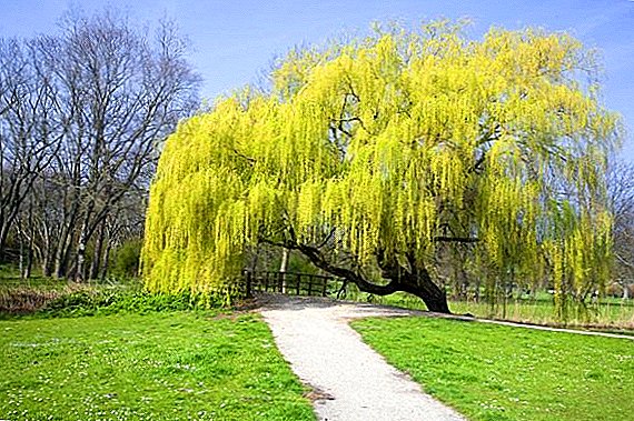 Fitur akeh willow weeping: pilihan bahan tanduran, tanduran lan perawatan