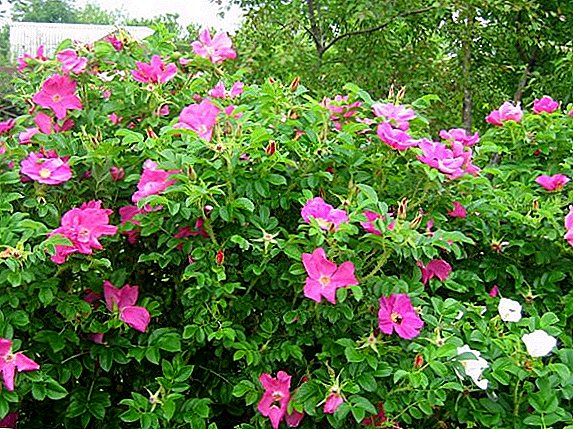 Mga tampok ng lumalaking rosas (ligaw rosas) kulubot, planting at pag-aalaga sa hardin