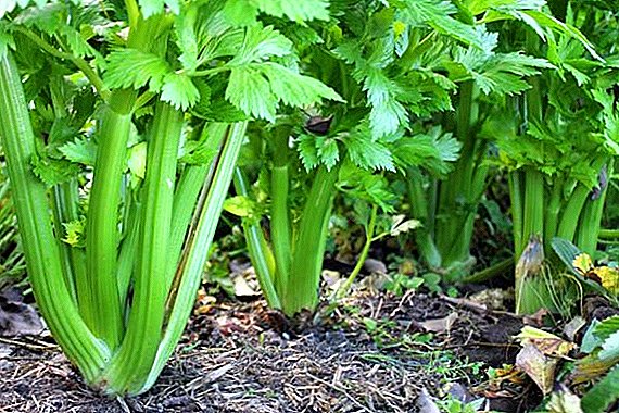 Značajke uzgoja celera i briga za njega na otvorenom polju