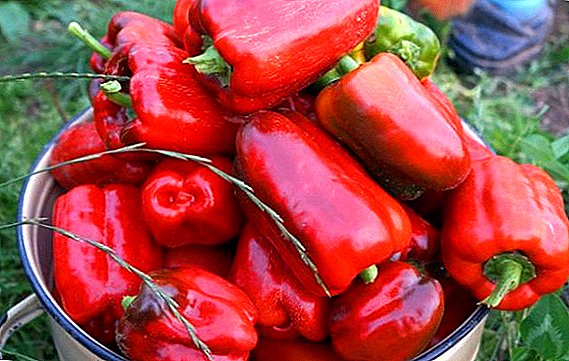 Značajke uzgoja paprike "Kalifornijsko čudo"  t