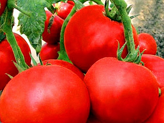 Artan pomidor çeşidinin xüsusiyyətləri Partlayış
