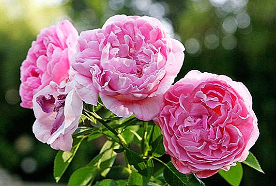 Características das variedades crecentes de rosas "Mary Rose"