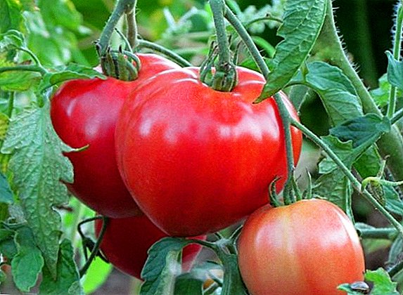 Awọn ẹya ara ẹrọ ti dagba tomato tomatoe, gbingbin ati abojuto awọn tomati oriṣi ewe