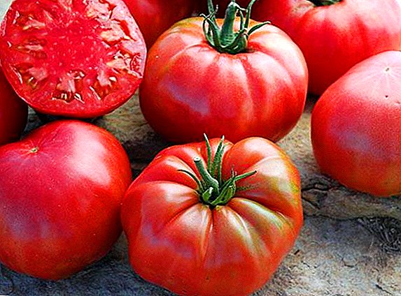 Veçoritë e domates në rritje "Sugar Bison" në serra