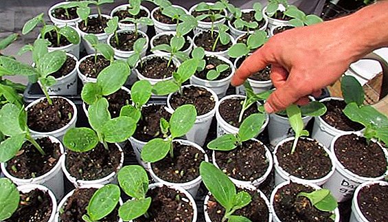 Gịnị na-ekpebi germination nke osisi na otu esi ngwa ngwa pulite cucumbers