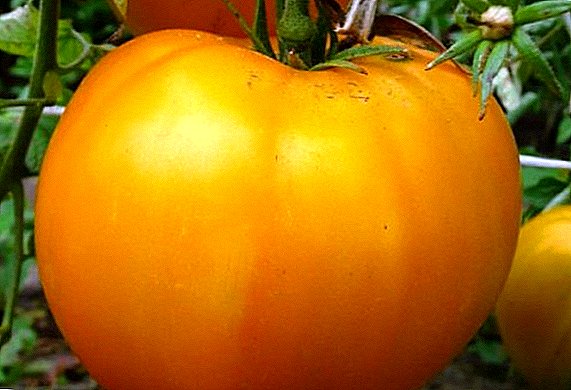 Rupa-rupa hasil gedé pikeun tomat "Oranyeu Giant"