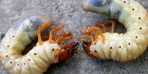 Secus talpa ophiomachus ac larvae ex Maii beetle