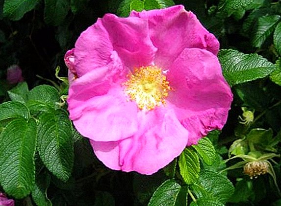 Rosa resultant differentiae coxae et resurrexit: ut et si quid fiet incultisque rubens rosa est