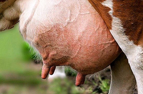 Edem vimena krave nakon teljenja: zašto, šta raditi, kako se liječi