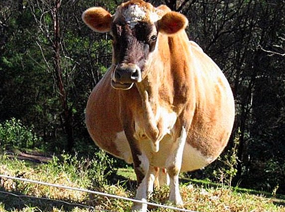 Cow calving: ishara za mapacha