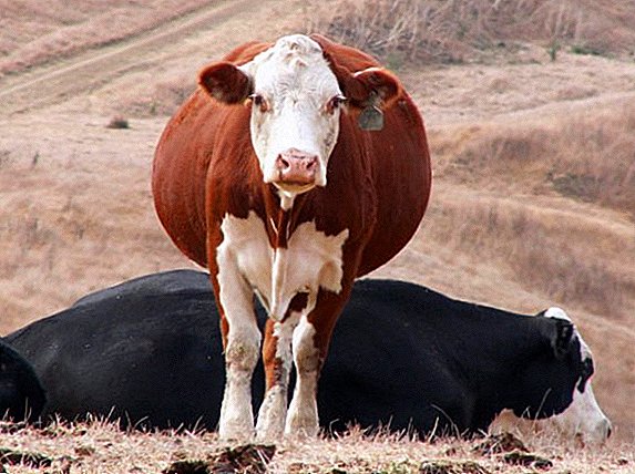 गाई calving: संकेतहरू, पात्रो, तालिका, सुरुवात, खण्ड