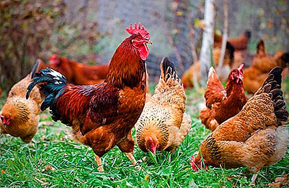 Parasites in chickens: kini, bi o ṣe le ṣe itọju