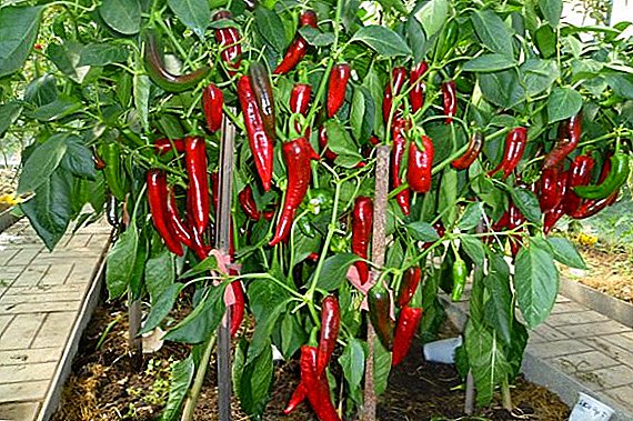Pepper "Kakadu": бясалгалын тодорхойлолт
