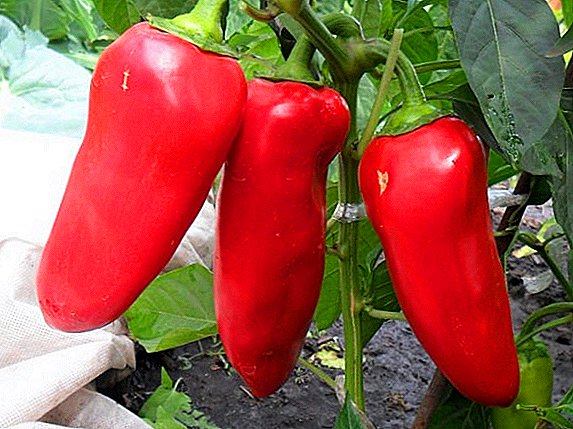 Pepper "ਸੋਲੋਇਸਟ": ਭਿੰਨਤਾਵਾਂ ਦੀਆਂ ਵਿਸ਼ੇਸ਼ਤਾਵਾਂ ਅਤੇ ਵਰਣਨ