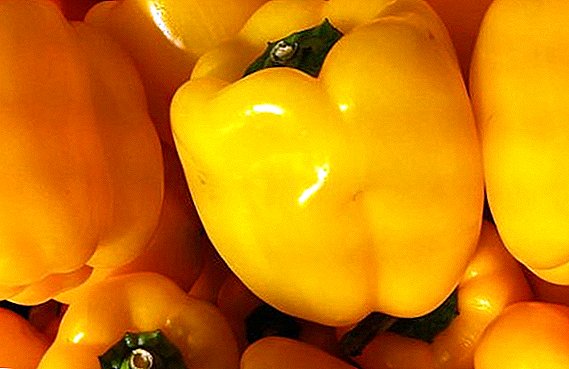 Pepper Golden Miracle: description, fit and care