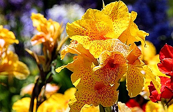 Lista e varieteteve të luleve të Kanës me fotografi dhe përshkrime