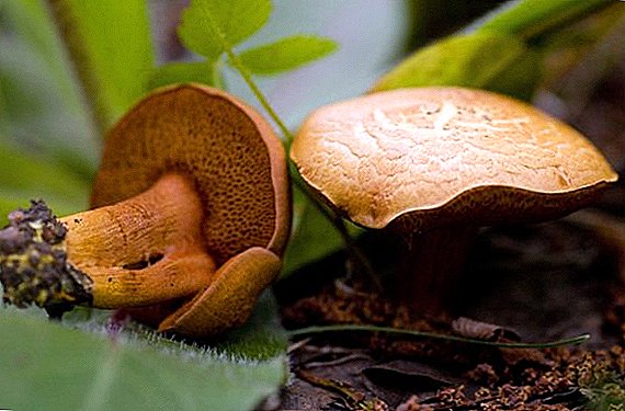 Калемпир Mushroom: тамак ууланганбы же жокпу