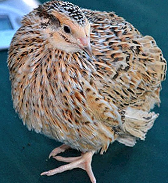 Manchu golden quails: ລັກສະນະຂອງການປັບປຸງພັນຢູ່ເຮືອນ