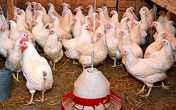 Período de produción de ovos en pollos