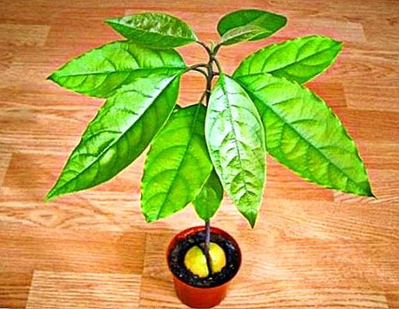 Perseus Amerika (avocado): nga āhuatanga o te whakato me te tiaki i te kainga