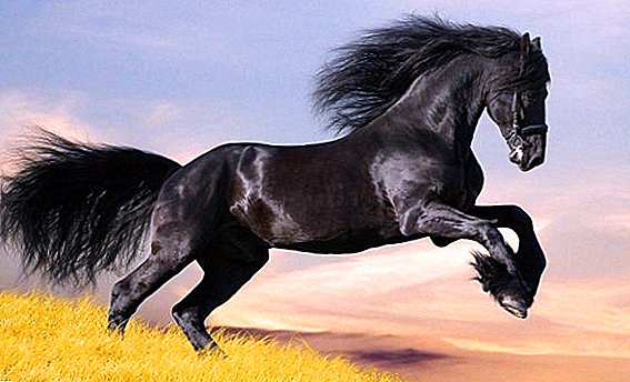 Percheron: kali i lartë me një mane madhështore