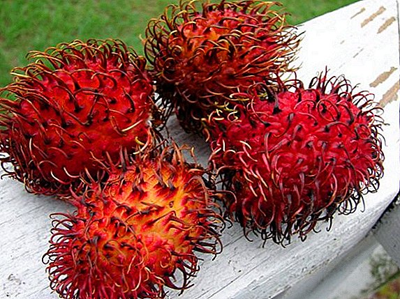 Rambutan Fruit: Guryaha waxtarka leh iyo Beeraha Lafaha