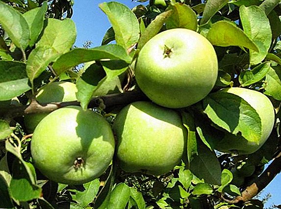Za i protiv Semerenko jabuke, sadnju i njegu