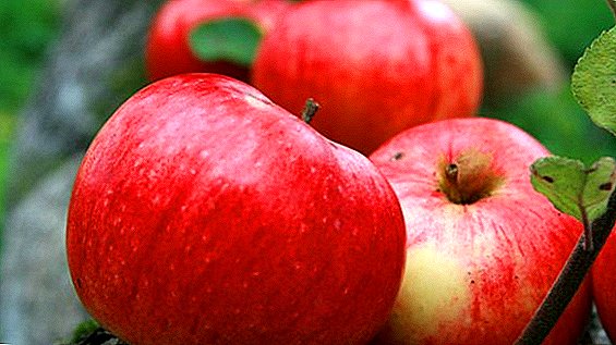 शेयरेफ्लिंग, लागवड आणि काळजी घेणार्या सफरचंद प्रजातींचे गुणधर्म आणि बनावट