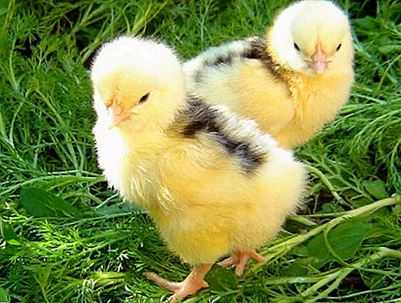 Зошто кокошките пликуваат едни со други