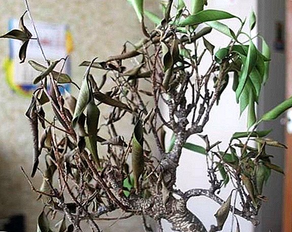 Эмне үчүн Ficus benjamina жалбырактары жана өсүмдүктөрдү жардам берүү үчүн баштапкы абалга келтирилет