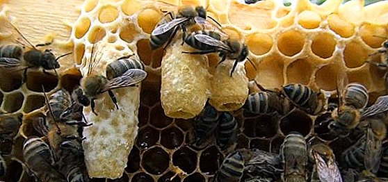 Zašto, kada i kako se pčele roje. Kako zaustaviti rojenje pčela, fotografiju, video