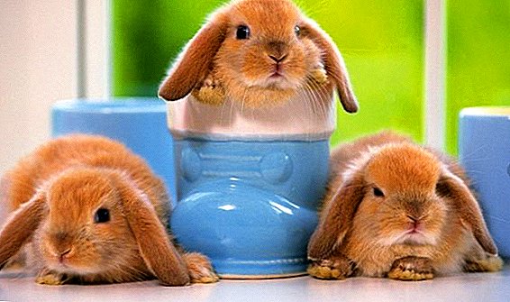 Zašto zečevi rastu loše i ne dobijaju na težini