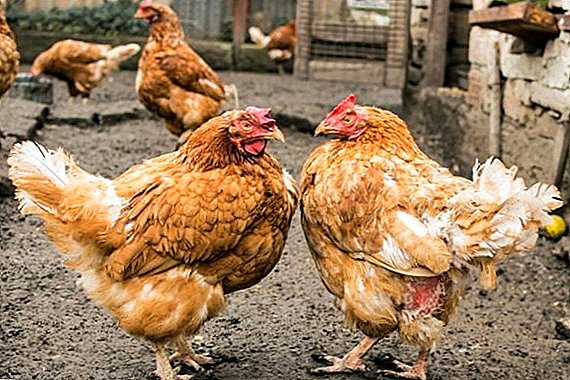 Zašto se kokoši međusobno kljucaju u krv