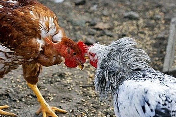 શા માટે ચિકન peck rooster