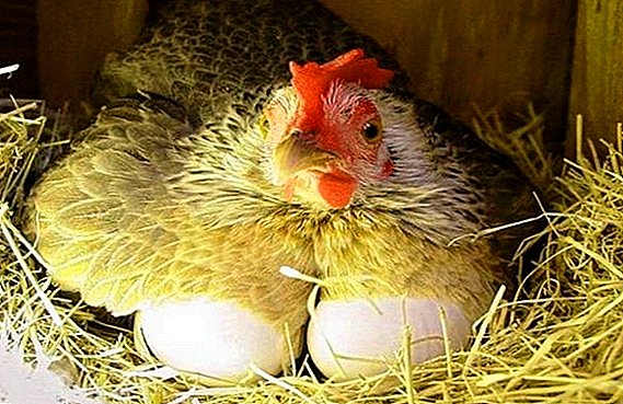 Ինչու են հավերը ձվադրում ձվերը եւ ինչ պետք է անեն: