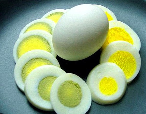 Pse pula mbajnë vezë me verdhë veze të gjelbër