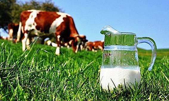 Çima şîrê xwê xerîb xirab e?