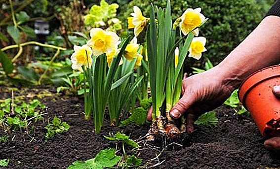 Чаро daffodils bloom нест: сабабҳои имконпазир ва ҳалли онҳо