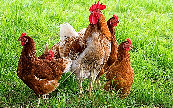 શા માટે ચિકન ઘટી રહ્યા છે