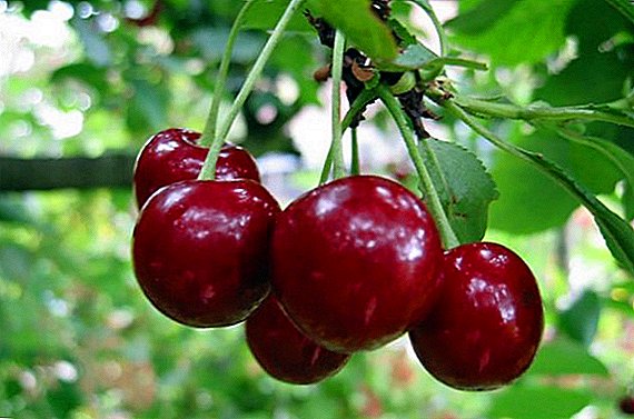 Yog vim li cas cherries qhuav: kev tiv thaiv thiab kev kho mob ntawm moniliosis on cherries thiab cherries
