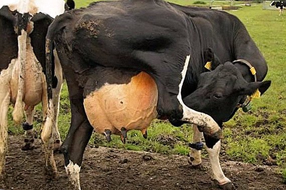 چرا گاوها دارای ترشحات سفید هستند؟