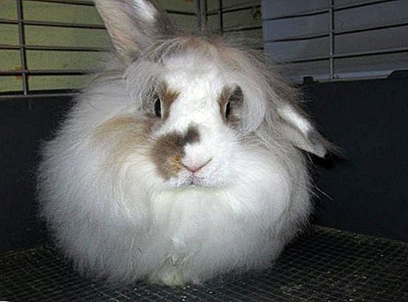 چرا خرگوش یک گوش دارد؟