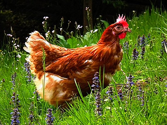 Bakit ang mga chickens ay may dugo sa anus