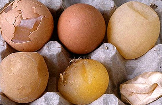 Pse vezët e pulave kanë predha të hollë?